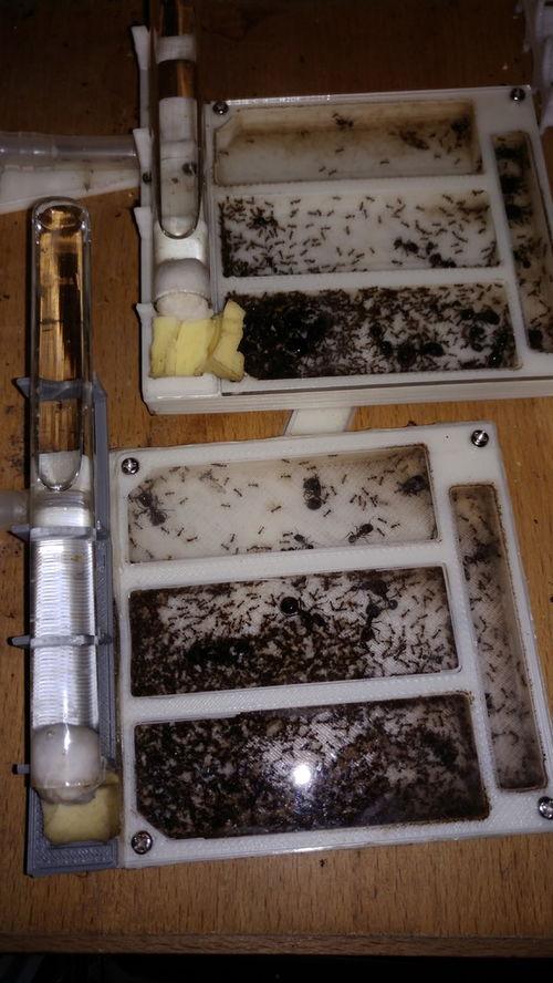 蚁后合巢视频,揭秘蚂蚁社会和谐共生的奥秘