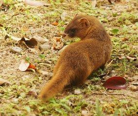 下野鸡夹子视频,揭秘神秘视频背后的真相