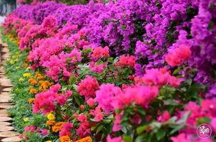 2016莲花山花儿视频,民族风情与音乐魅力交织的视听盛宴