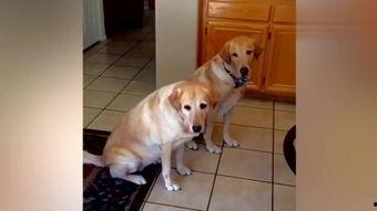 狗喝酒视频搞笑视频,狗狗饮酒搞笑瞬间大盘点