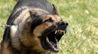 狗咬小孩的视频,狗狗咬伤小孩，紧急救援现场直击