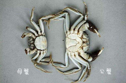 母螃蟹交配视频,揭秘海洋生物的繁衍奥秘