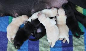 小狗出生视频,小狗出生全过程温情回顾