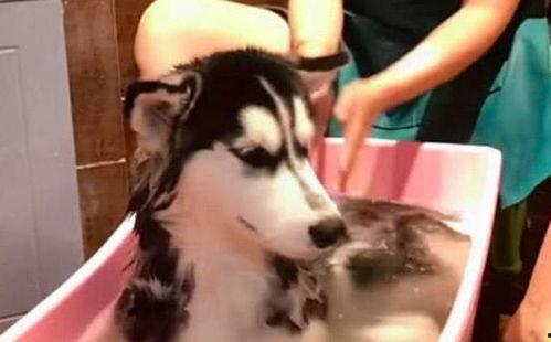 哈士奇洗澡视频,欢乐水花与萌态尽显